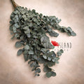 eucalyptus bouquet fine art photography prop, green leaves styling prop newborn photography, natural botanical decor for photo sessions