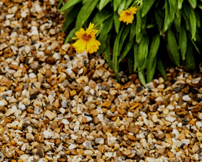A garden with gravel and flowers