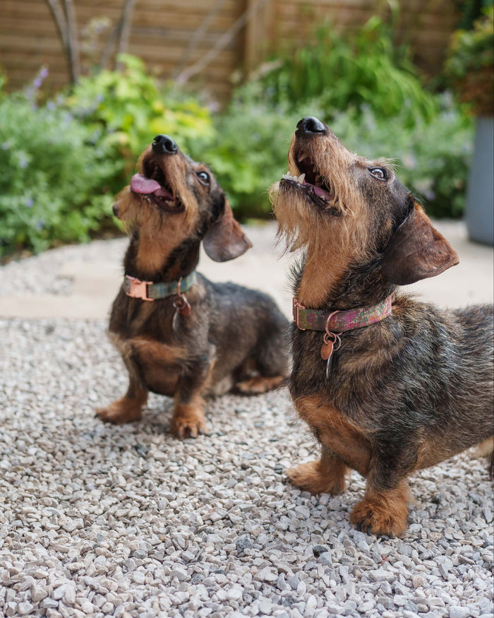 Two dachshunds standing on a gravel surface with a garden background