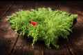 Green Apple hand felted curly wool blanket with natural sheep curls for newborn and sitter photography