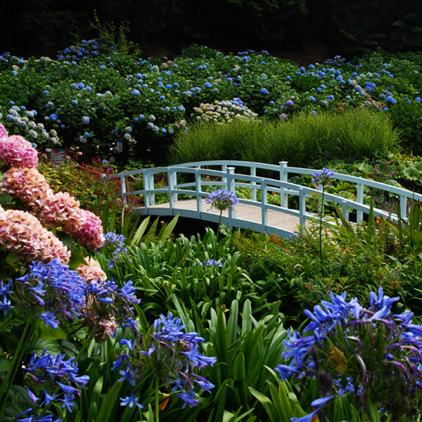Beautiful flowering garden with a bridge cutting across the landscape