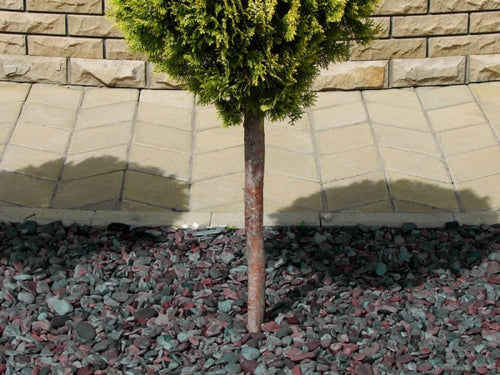 A garden featuring plum slate in the boarders with a tree planted in the centre.