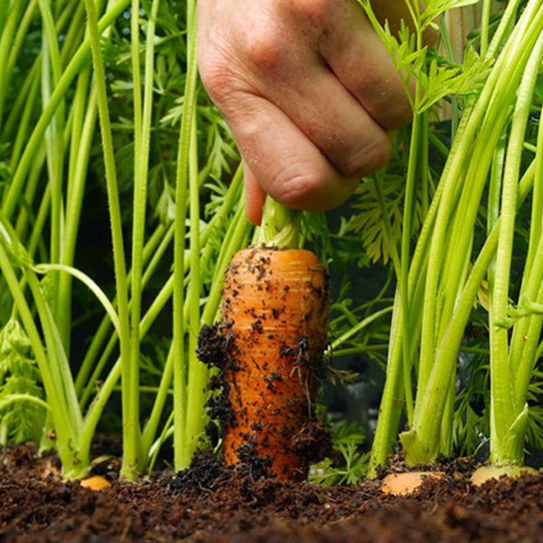 Healthy carrot being plucked from nutrient-rich soil