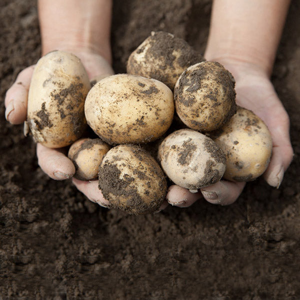 Hands holding fresh potatoes pulled from a bed of soil