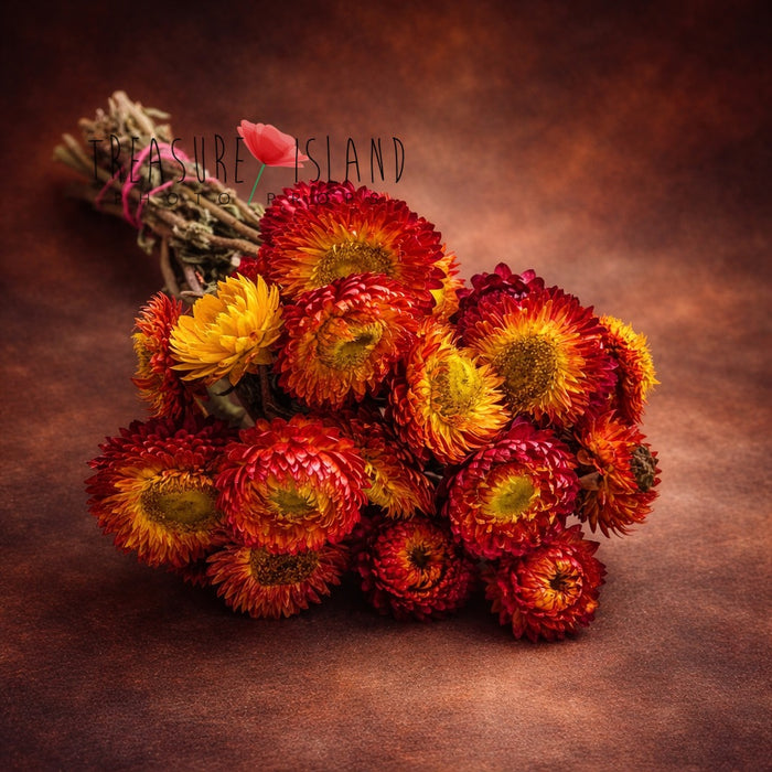 Dried strawflower bouquet in vibrant red, orange and golden tones styled on warm brown fine art background, richly textured Helichrysum flowers perfect for newborn photography props and fine art styling